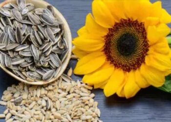 Semillas de girasol, beneficios y riesgos de las pipas más famosas