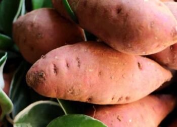 ¿El boniato engorda? Cuánto debemos de comer para no engordar