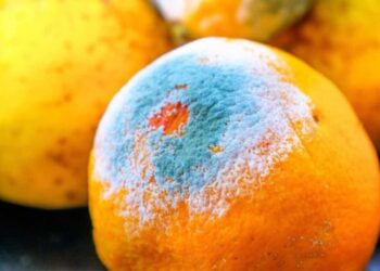 Riesgos de comer alimentos con moho