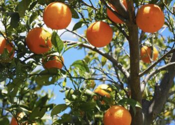 ¿Es cierto que la naranja engorda? Esta es la cantidad diaria que debemos comer